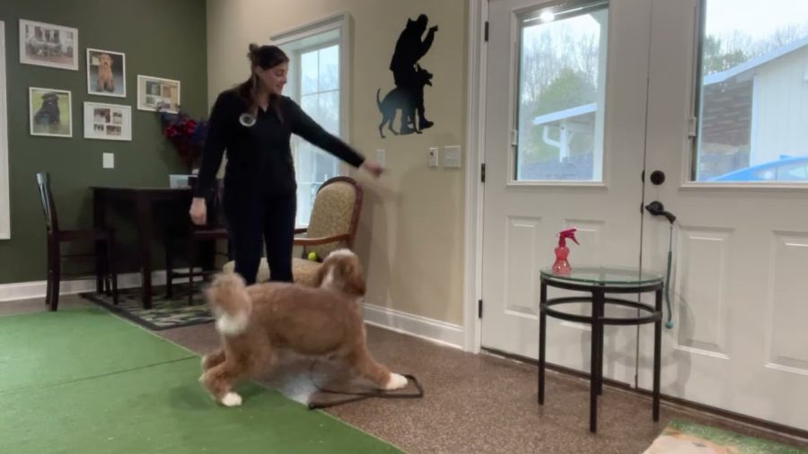 “Weasley” progressing on his Autism Service Dog tasks.