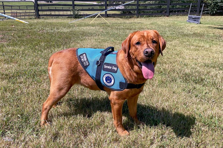 service dog on the job