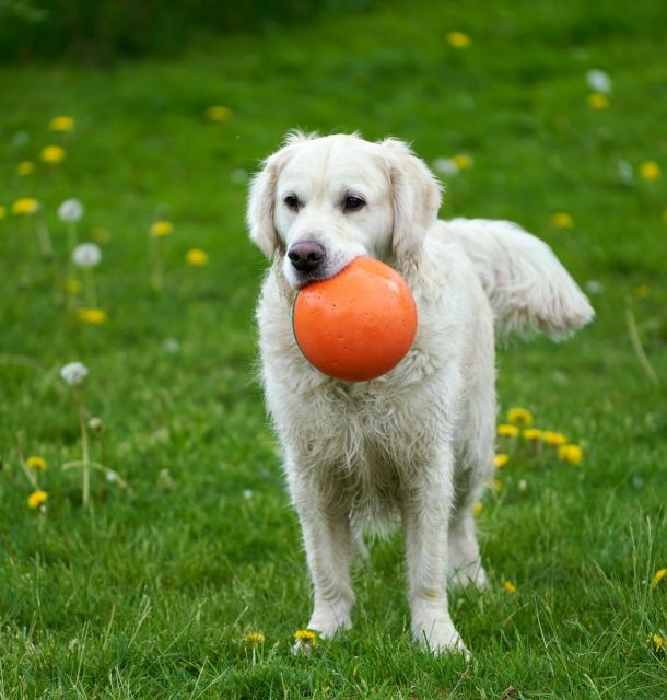 Hiring a dog trainer
