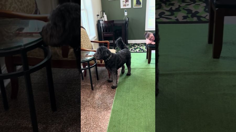 “Cali” – Alarm and Wake