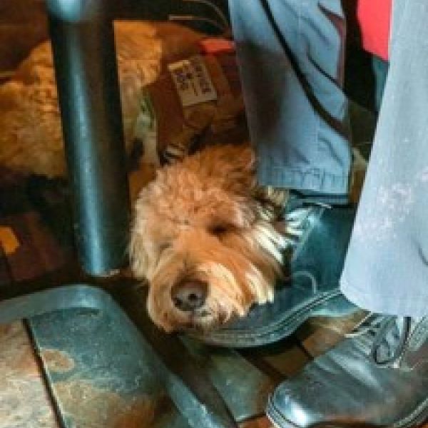 Veteran Service Dog Under Restaurant Table