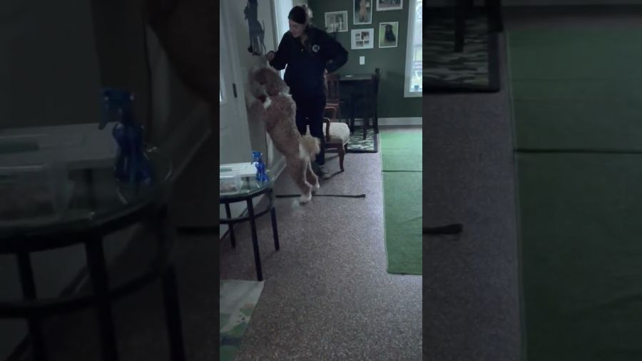 Service Dog “Weasley” learning LIGHTS to service his child with autism. There are various means to turn on/off lights. This one is a toggle switch.