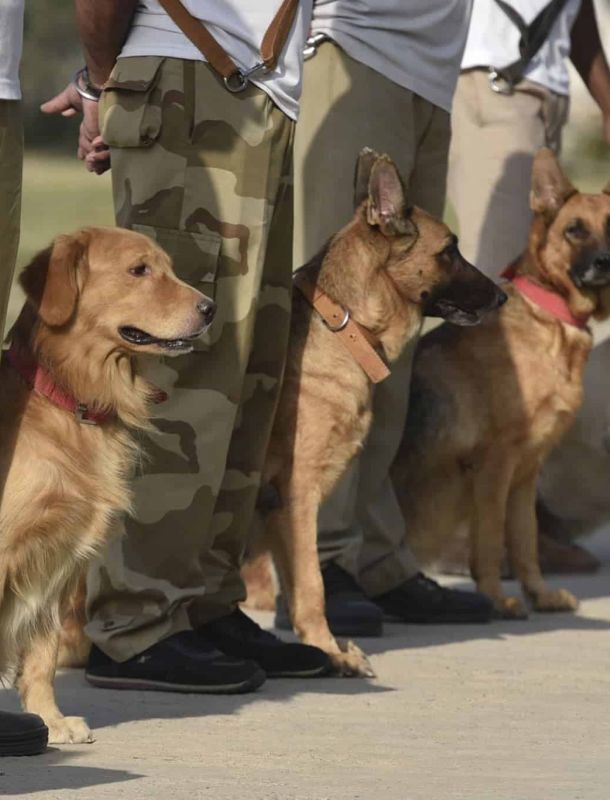k9 dog squad training