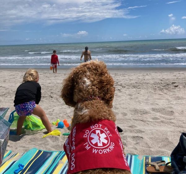 service dog at the beach on alert