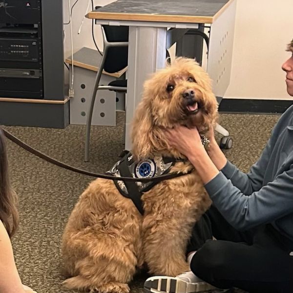 Service Dog Training