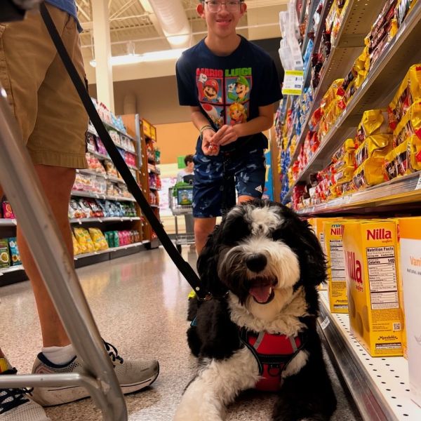 Service Dog Training