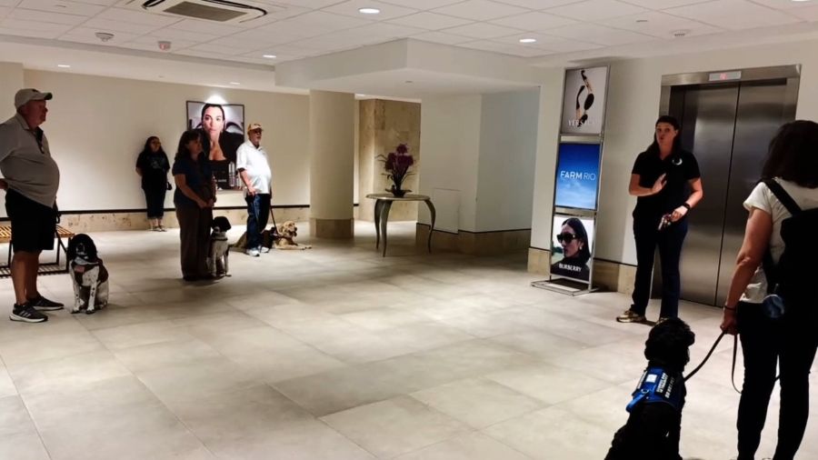 Service Dogs in Training at Green Hills Mall | Public Access Training