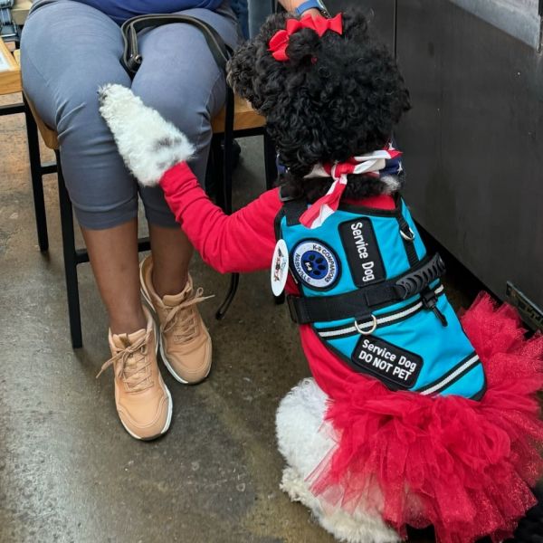 Service Dog Training