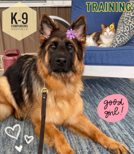 K-9 Companions Nashville