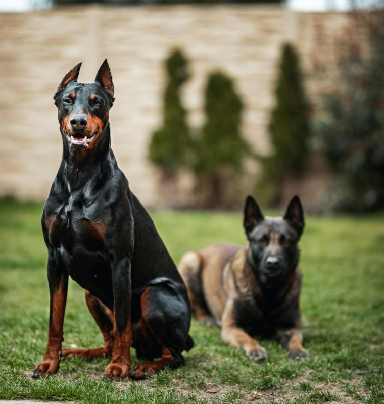 K-9 Companions Nashville