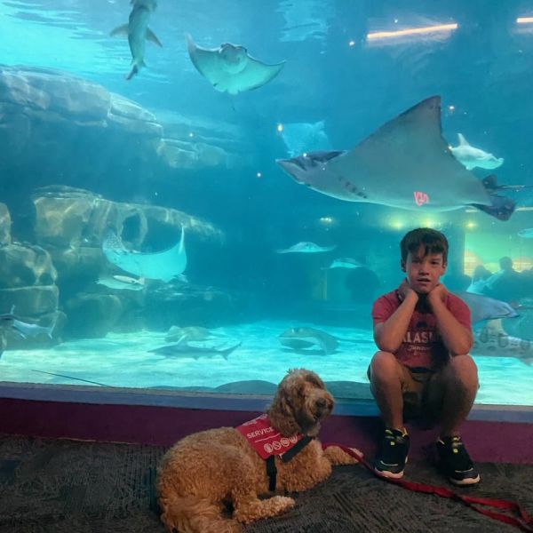 Service Dog Training